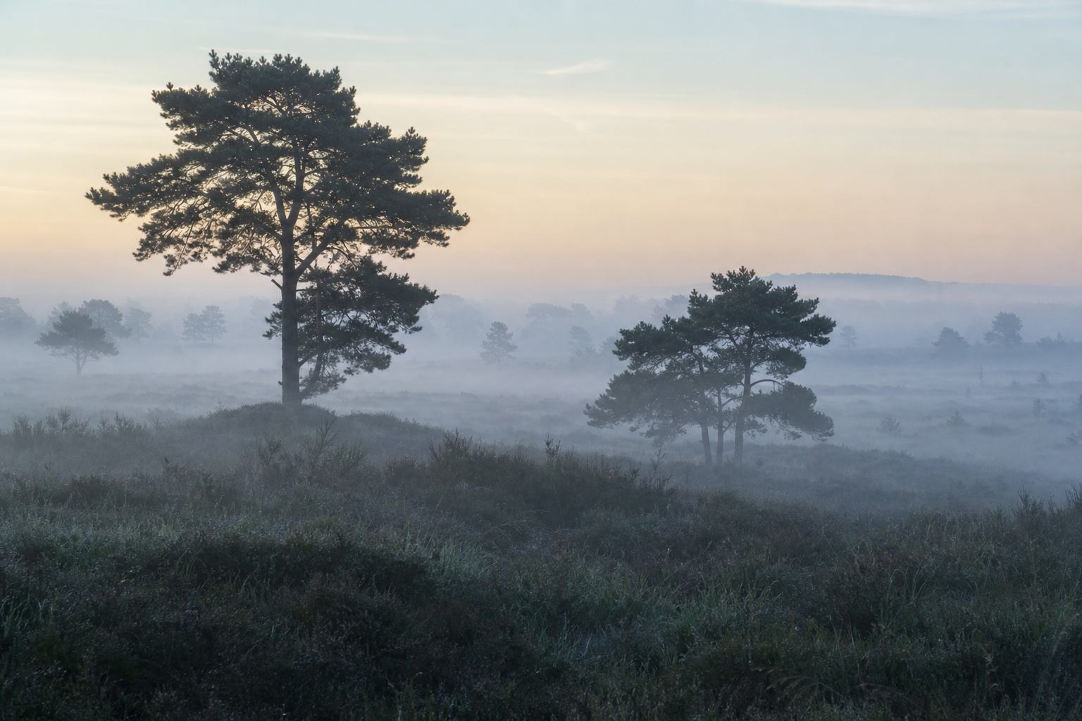 Morgennebel über Heide und Kiefern